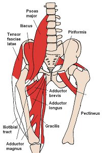 Figure 2 - Hip Anatomy