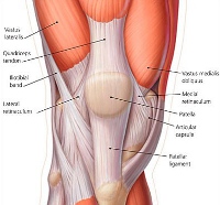 Figure 1 - Knee Anatomy